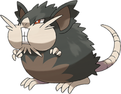 Raticate Alola