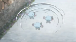 Wooper